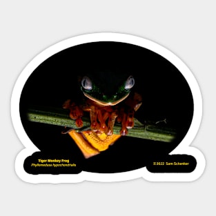 Tiger Monkey Frog Sticker